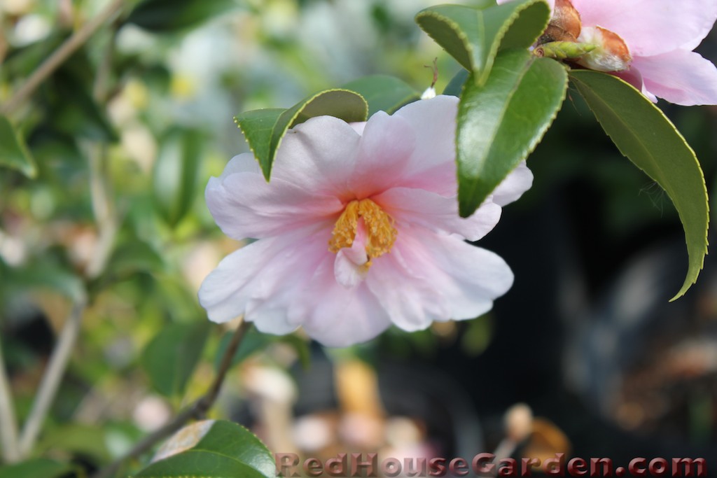 Red House Garden On Visiting Camellia Forest Nursery