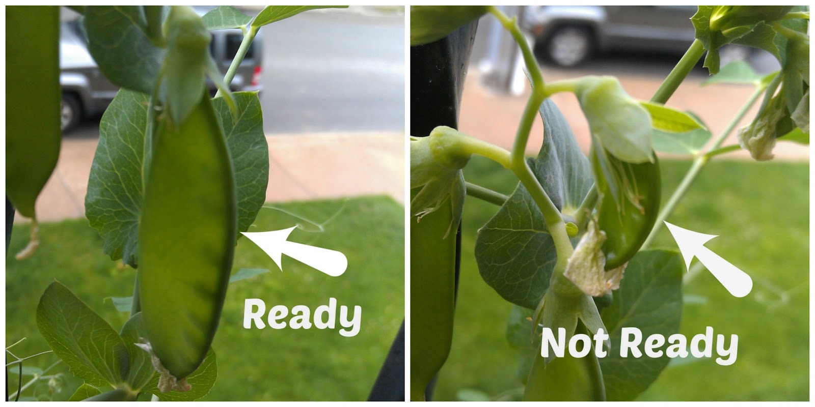 From Garden to Plate Harvesting and Cooking Snow Peas Femme Frugality