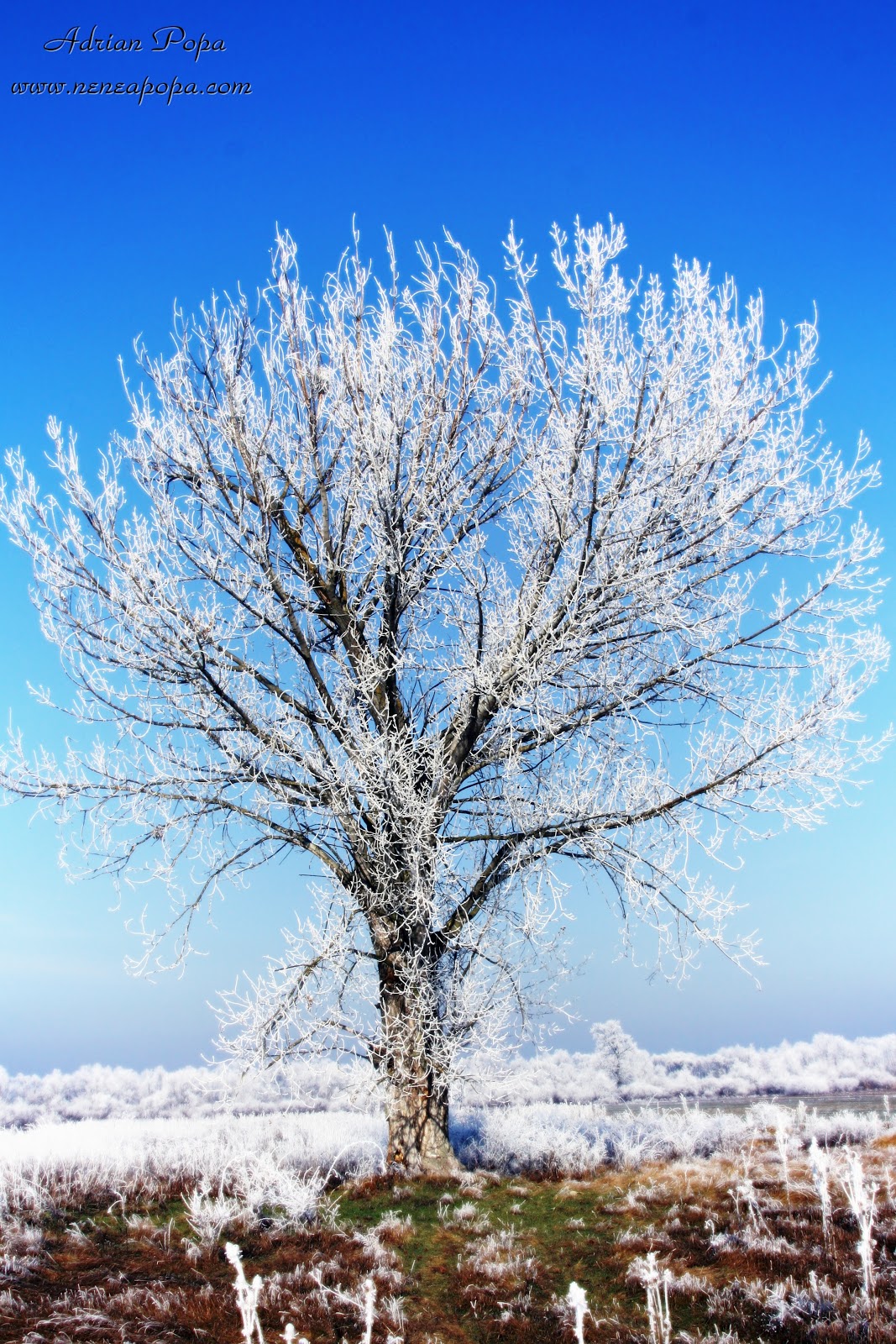 winter+tree.JPG