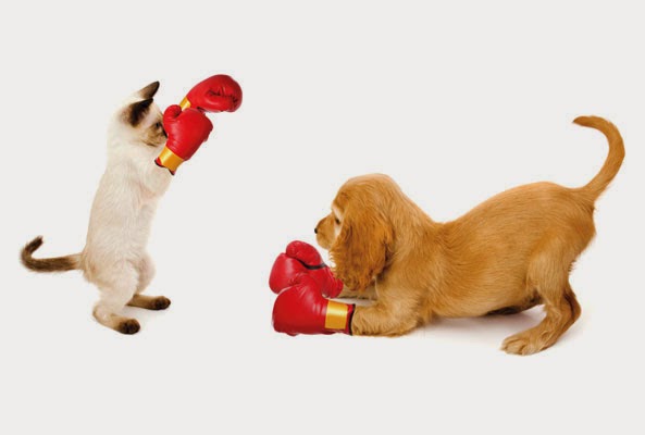 Chance Dogs Rule And Cats Drool Chance Dogs Rule And Cats Drool
