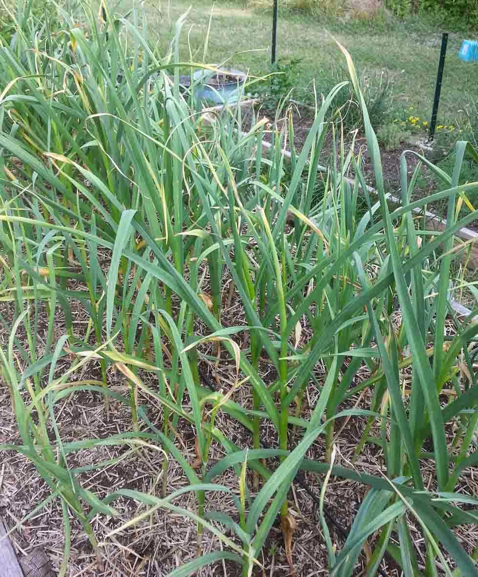 The Gardening Me What's Happening In The Garden MidJuly Part 2