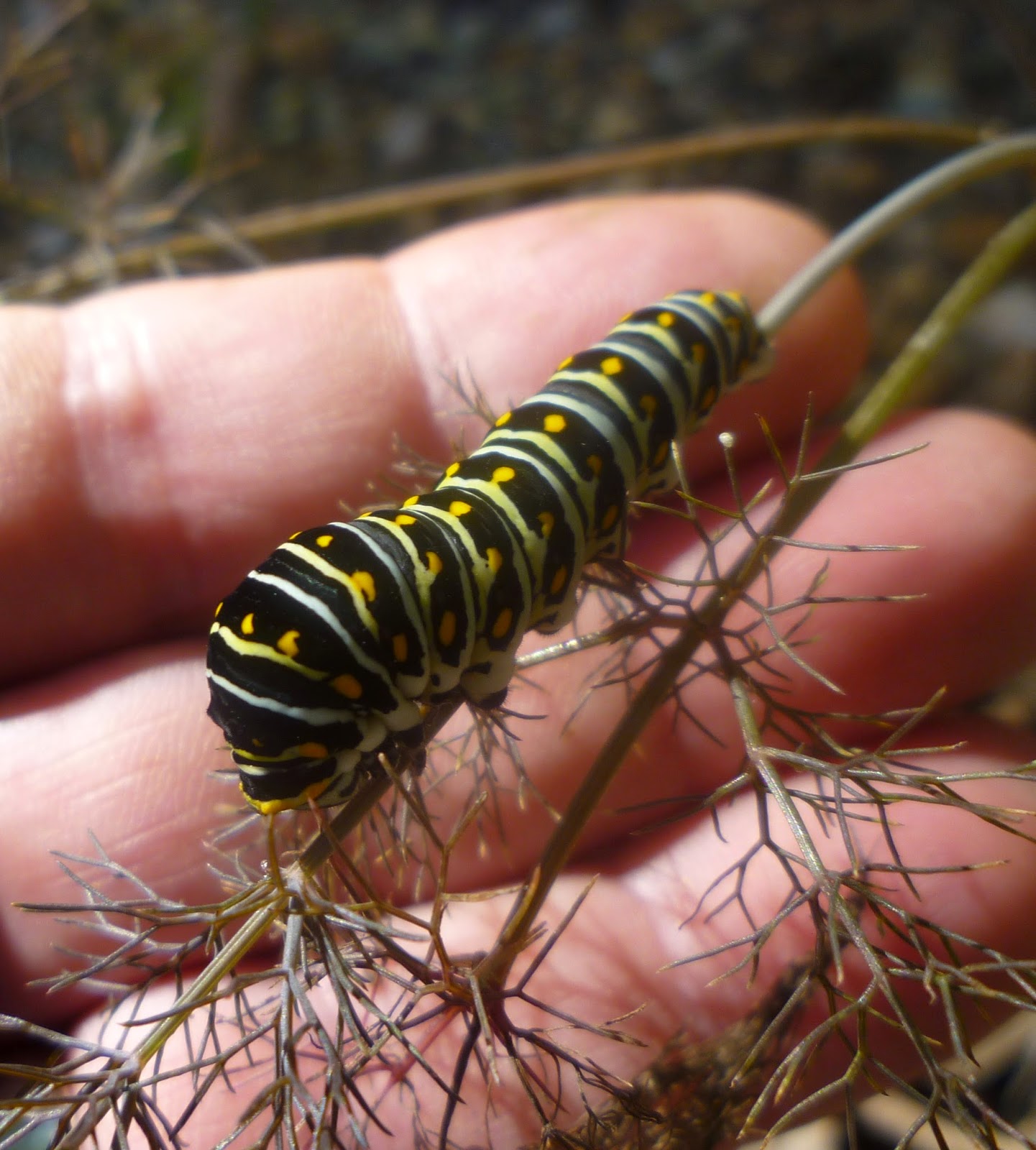 From Bluebirds to Turtles: Black Swallowtail Caterpillars on Bronze Fennel