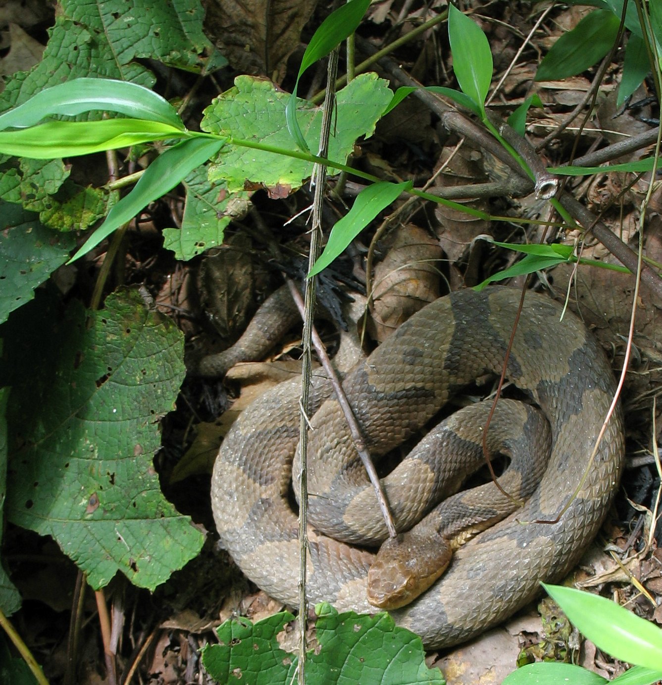 Using Native Plants By the Gurgling Stream