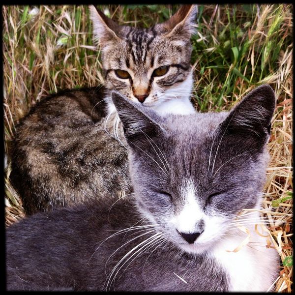 Cats from Capileira {Spain} Traveling Cats Travel Pictures of Cats