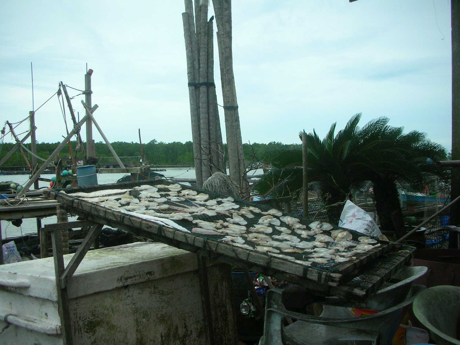 Through the Eyes of a City Mouse Johor My Adoptive State Kukup