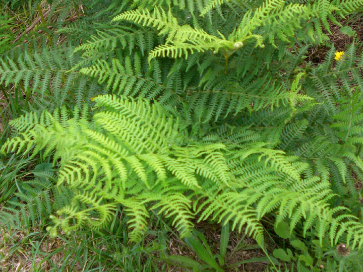 Reino Vegetal Evolución de las plantas Reino Vegetal Evolución de las plantas