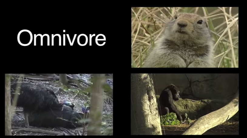 Are Prairie Dogs Carnivores Herbivores Or Omnivores