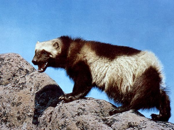 Pengetahuan Tentang Dunia Flora Dan Fauna Wolverine Adalah