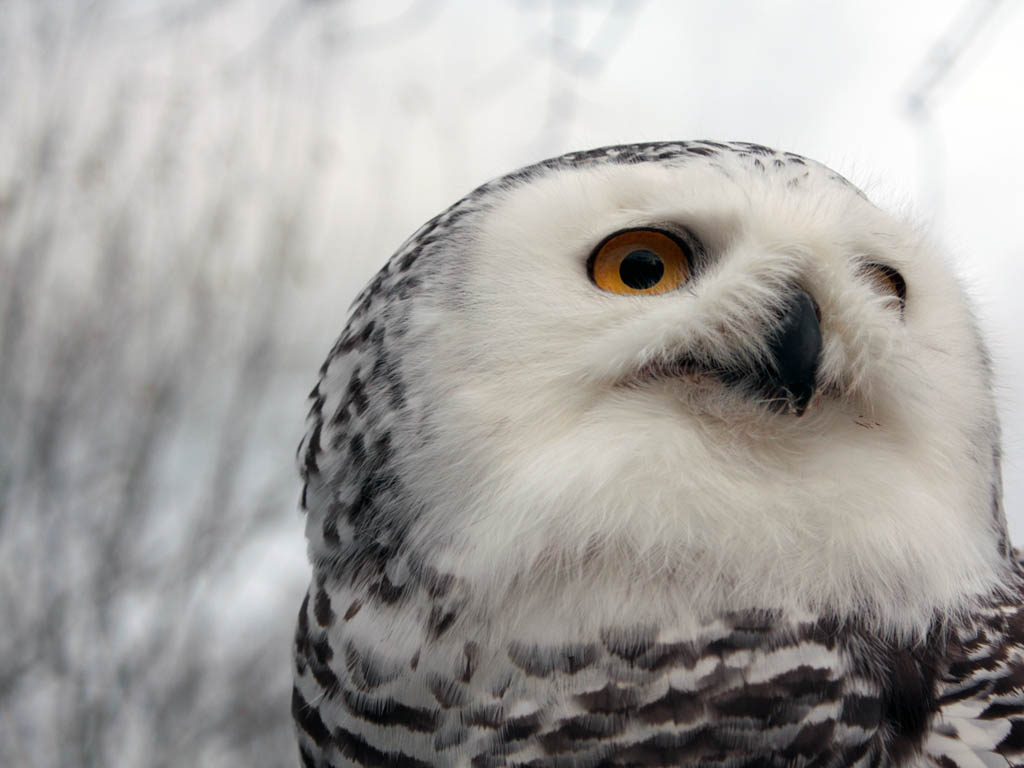 snowy owl The regal snowy owl is one of the few birds that can get even non-birders to come out for a look this largest (by weight) north american owl shows up irregularly in winter to hunt in windswept fields or dunes, a pale shape with catlike yellow eyes they. snowy owl The regal snowy owl is one of the few birds that can get even non-birders to come out for a look this largest (by weight) north american owl shows up irregularly in winter to hunt in windswept fields or dunes, a pale shape with catlike yellow eyes they.