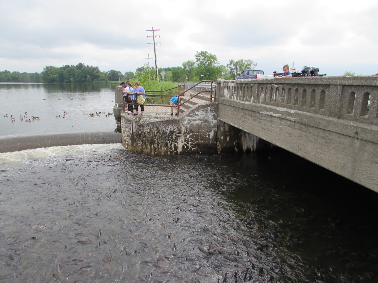 Pymatuning State Park Linesville Spillway "Where the ducks walk on the fish" Interesting