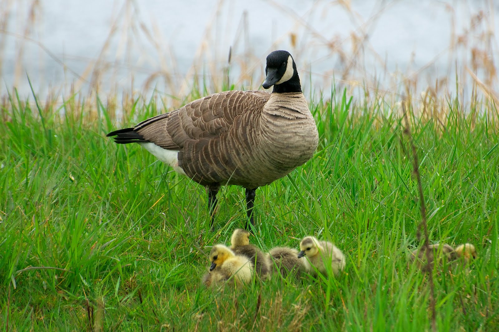 NW Bird Blog Canada Goose Goslings