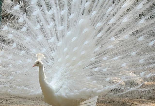 EXP ANIMAIS: PAVÃO BRANCO