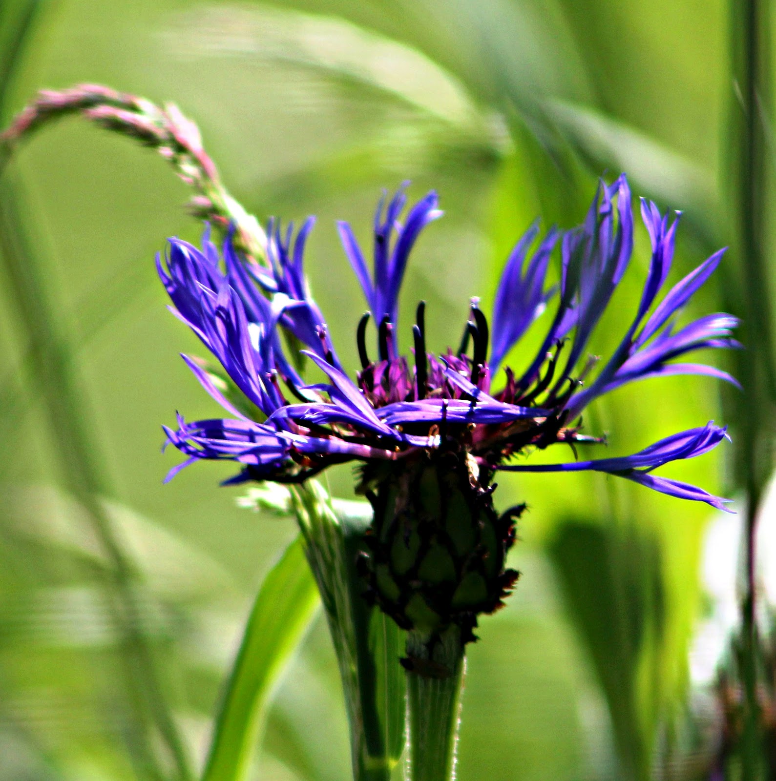 SANDRA'S ALASKA PHOTOGRAPHY June 21, 2012 sunshine making an appearance in Juneau