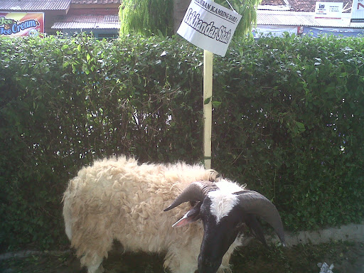 Qurban Yamsik - Happy Eid Al-Adha 1432 H