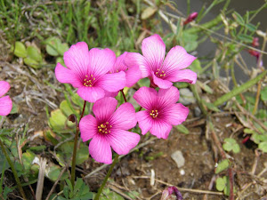 東京　タワーマンション　賃貸　激安　Blog の花