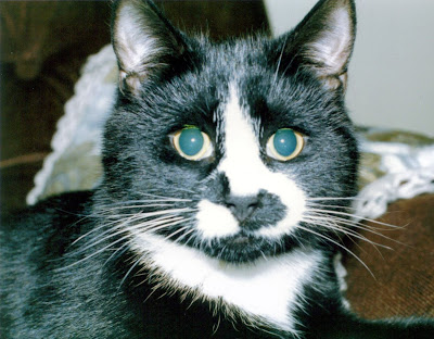Black and white cat called Bonzo