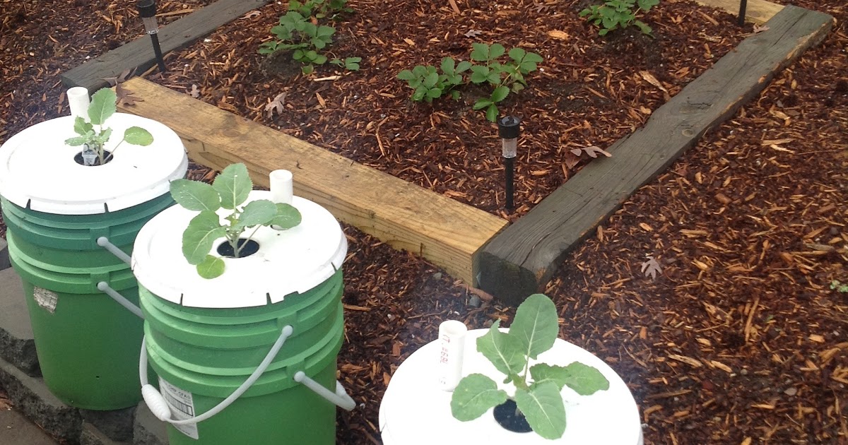 Rick's Roots A Gardening Blog Cauliflower Buckets Amazing!