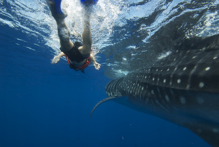 nadando con el tiburon ballena en holbox