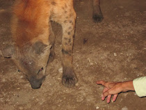 Tourists get this close to meat snacking hyenas outside walls of Harar (Ethiopia)