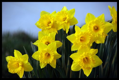 Spring Flowers Sky