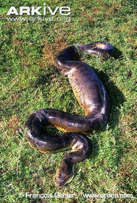 What To Do If Dog Eats Iguanas What To Do If Dog Eats Iguanas