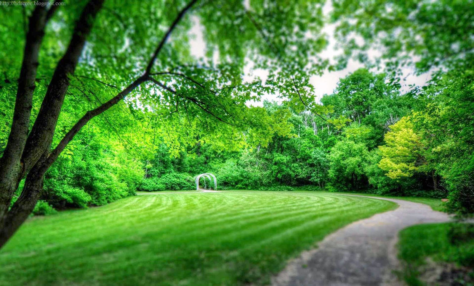 HD Screensaver Collection of Green Tree HD Wallpaper HD Screensaver HD Background