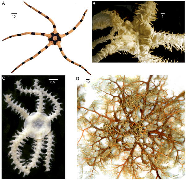 The Echinoblog Brittle Star Diversity! How many are there and where do