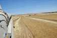 Harvesting barley 2013 with Claas Lexion