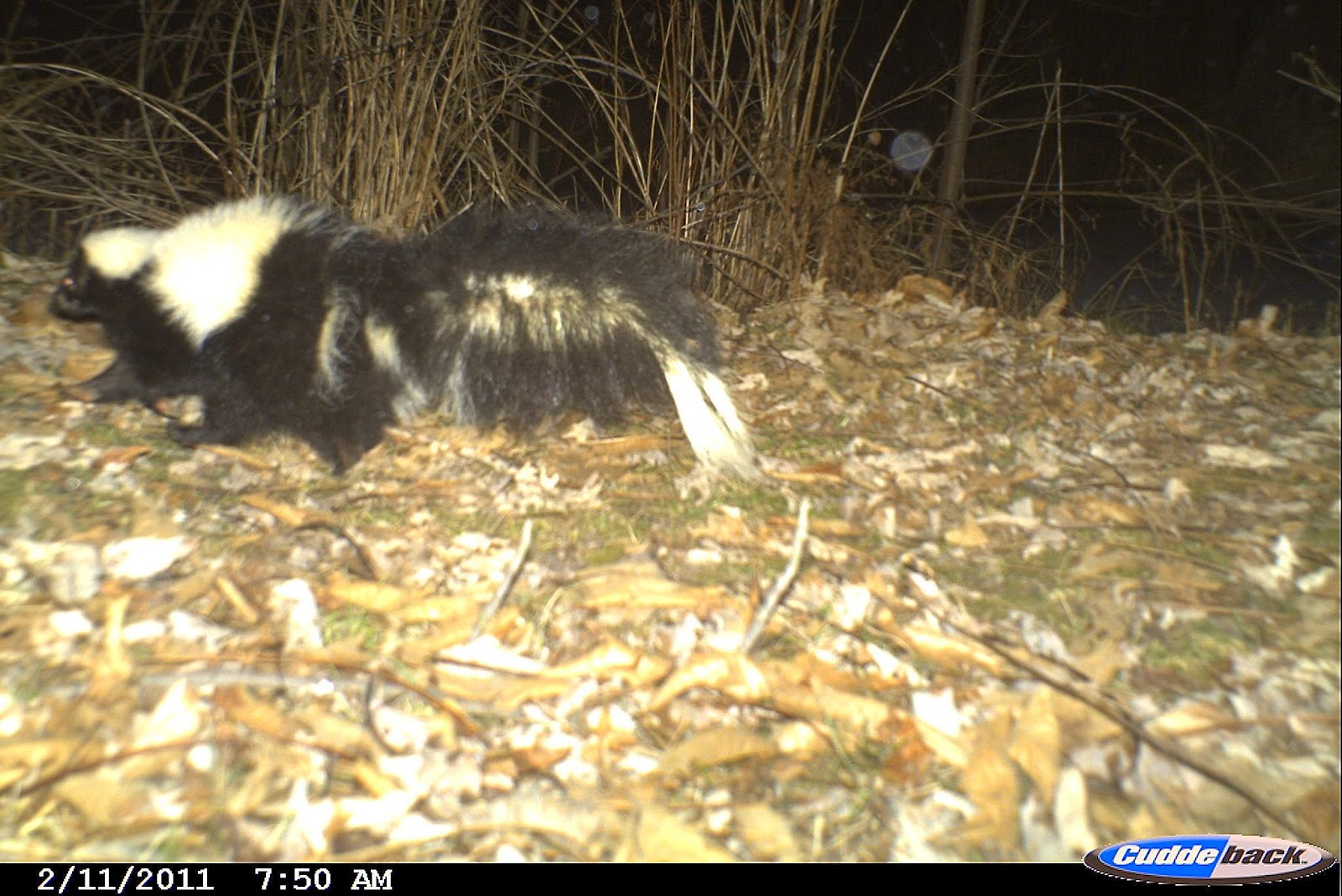 Backyard Beasts: A surfeit of skunks