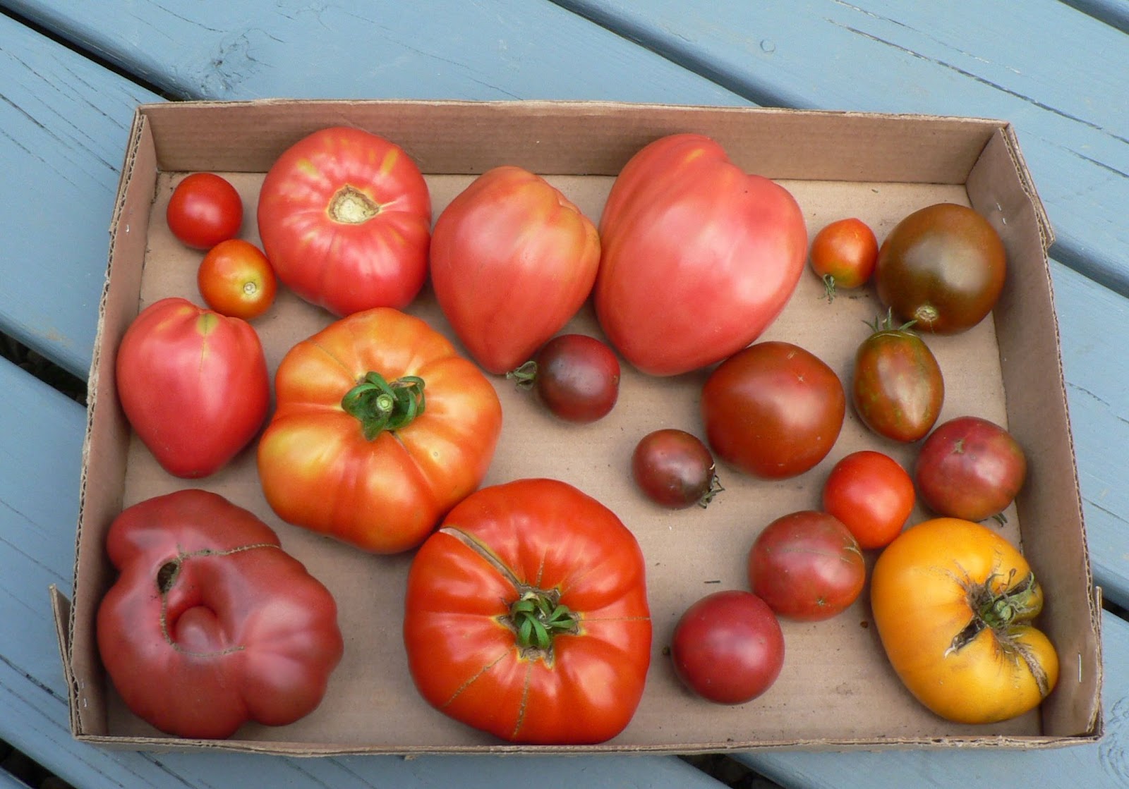 Visit My Garden Growing Tomatoes with Kozy Coats