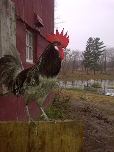 Good Morning Rooster!!