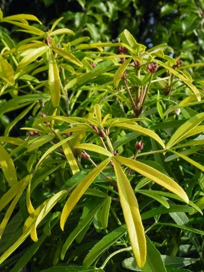 Russian Almond Prunus Tenella Trees Forum At Permies