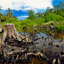 Penebangan Hutan Secara Liar thumbnail