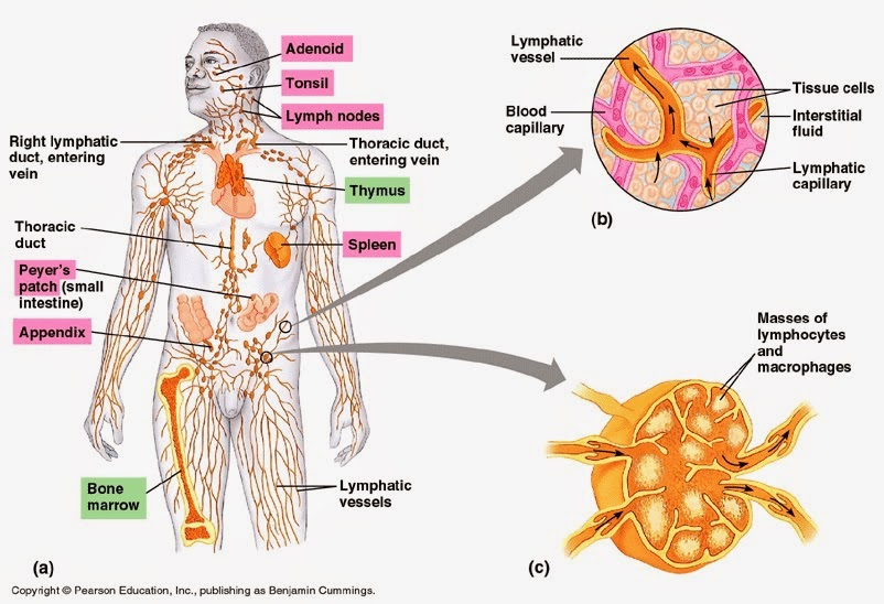 lymph nodes in diagram cook ding s kitchen neigong demystified lymph nodes in diagram cook ding s kitchen neigong demystified