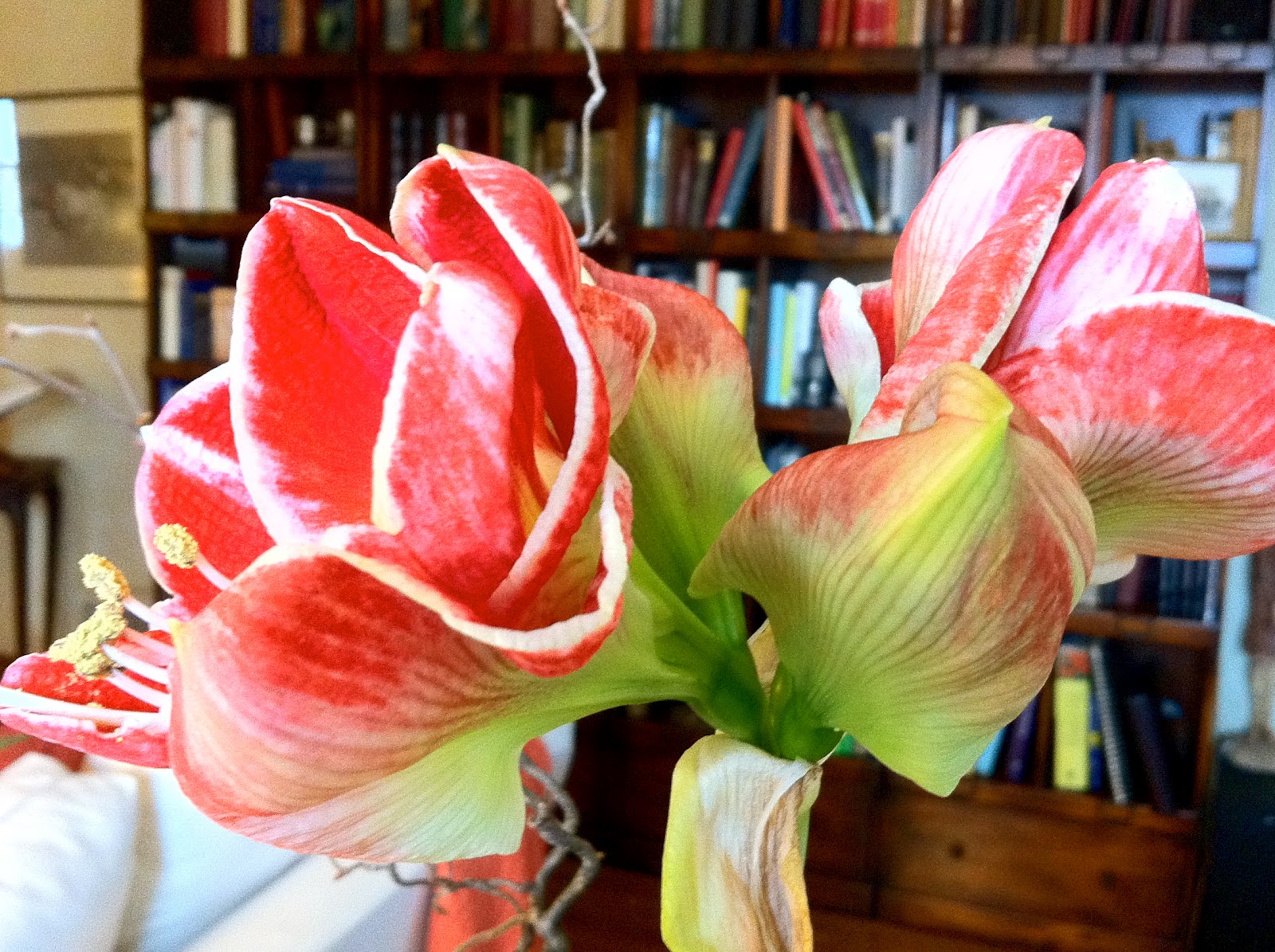 P O T A G E R Amaryllis Rebloom and Christmas in August