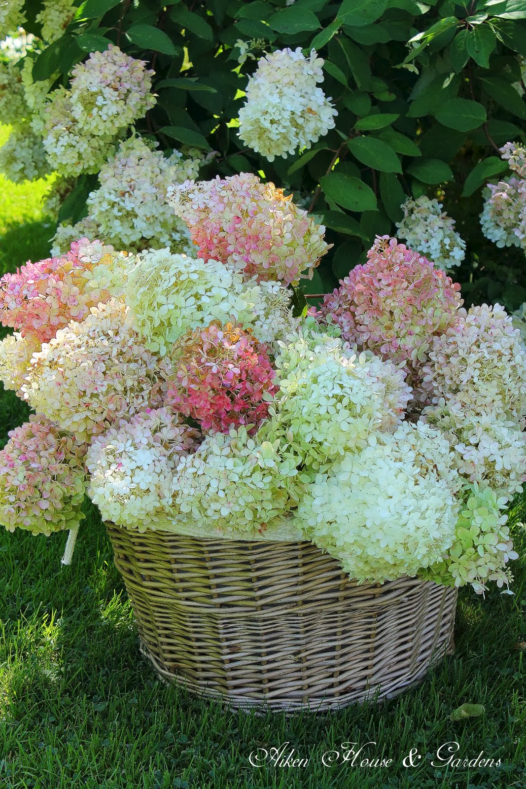 Aiken House & Gardens: Gathering