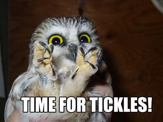 funny-owl-tickles-talons-540x405.jpg
