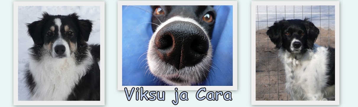 Viksu ja Cara