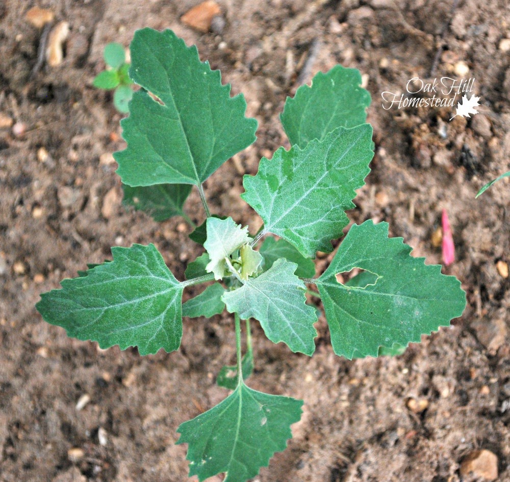 Lambsquarters Oak Hill Homestead