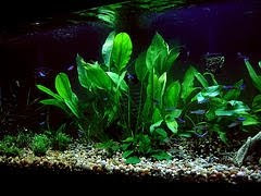 Making Case for Keeping Aquatic Aquarium Plants