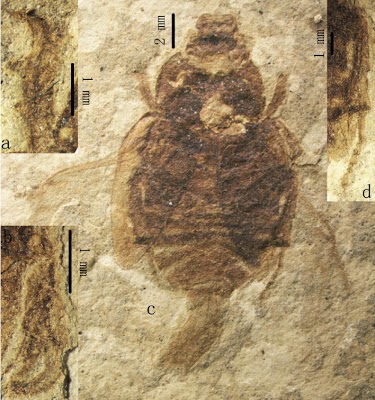 http://sciencythoughts.blogspot.co.uk/2013/05/a-new-species-of-bumble-bee-scarab.html