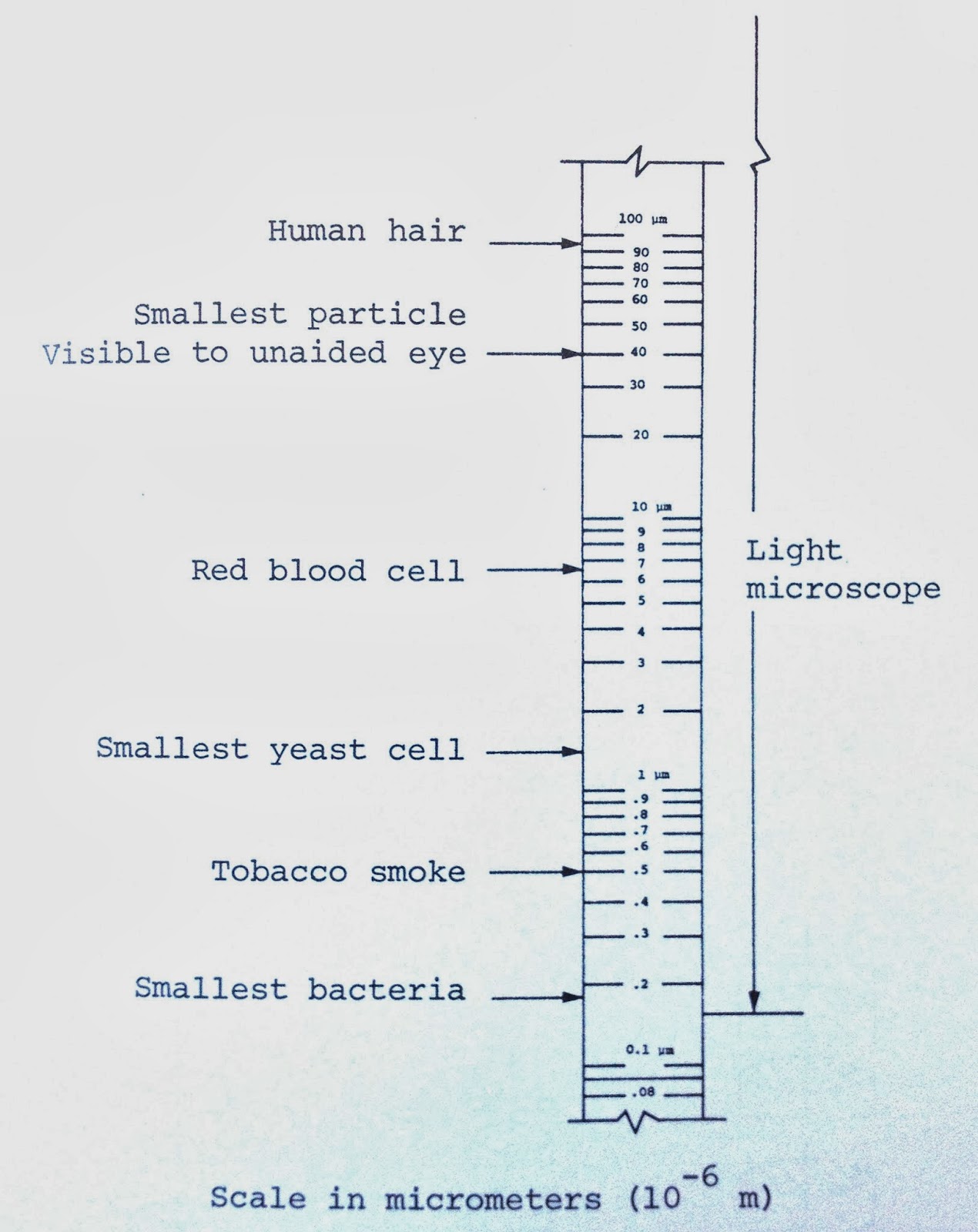 Microscope World Blog What You Can View with a Light Microscope