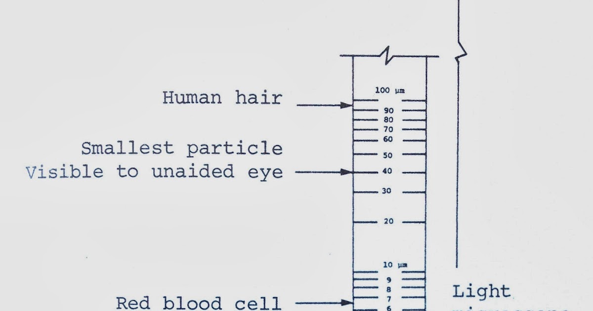 Microscope World Blog What You Can View with a Light Microscope
