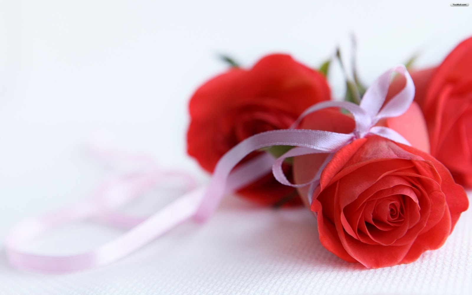 http://4.bp.blogspot.com/-5Fdy5QtU0T0/T0TCacyf2iI/AAAAAAAAA8M/9RwcRzRMxjg/s1600/Rose_Wallpaper_Border.jpg