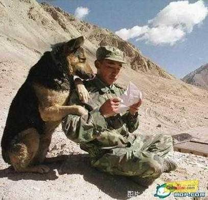 Happy Veterans Day to all our Vets! Two and Four legged!(pics ...