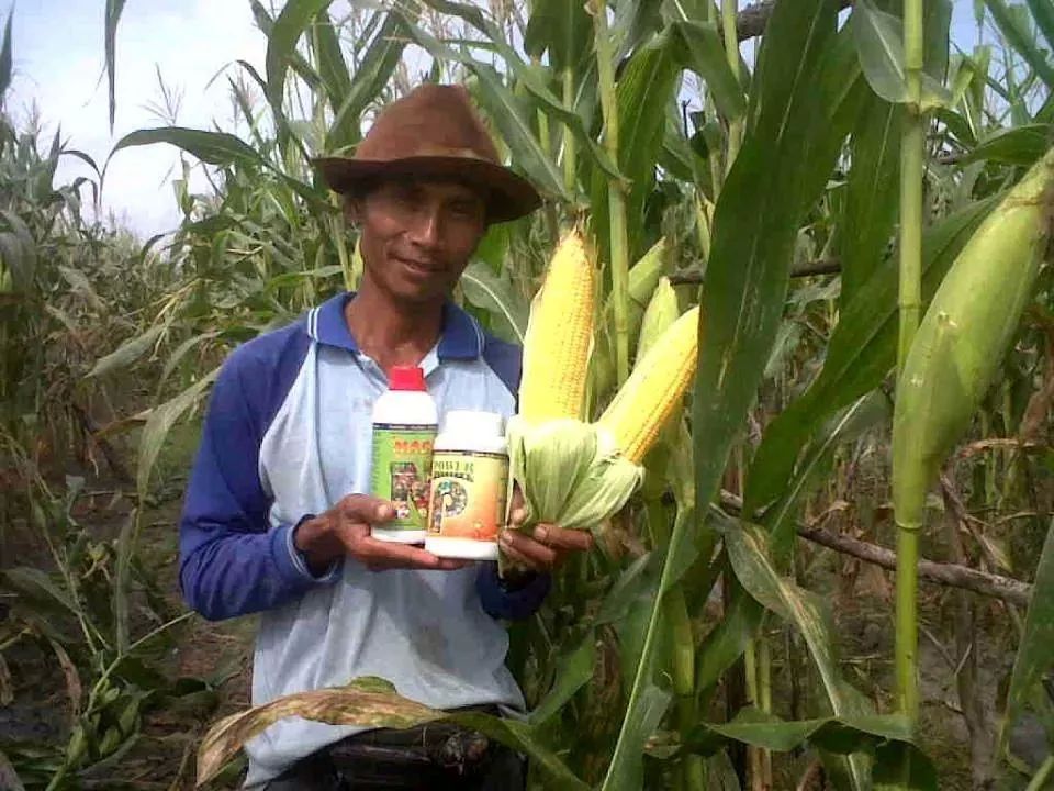 cara pemupukan jagung budidaya jagung organik pakai cara cara pemupukan jagung budidaya jagung organik pakai cara