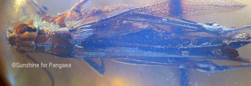 Grasshopper in amber Grasshopper in amber