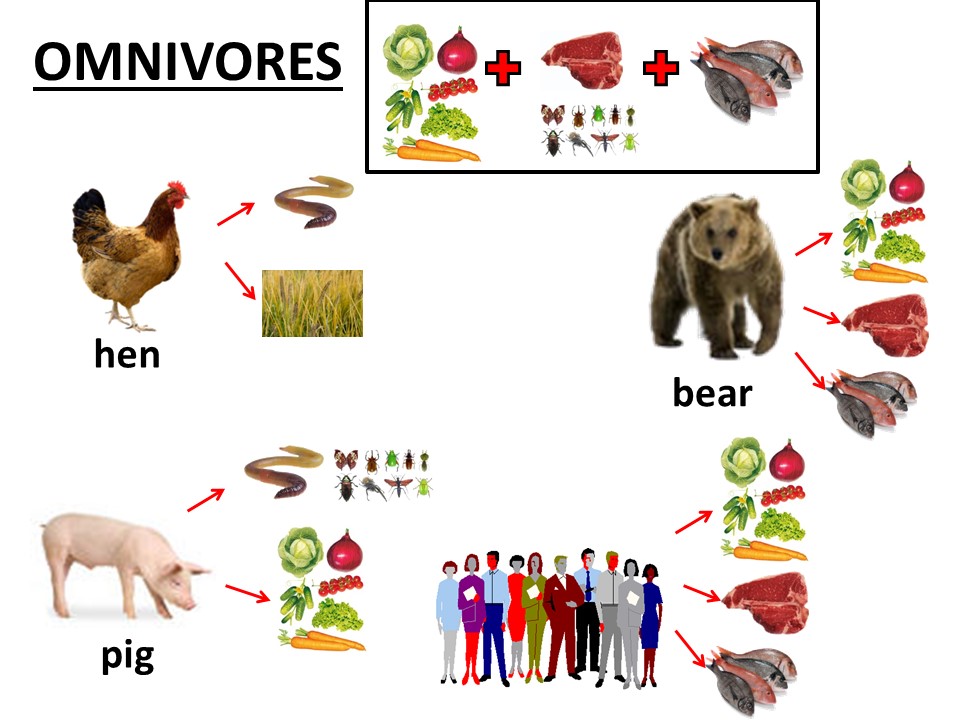 EnglishTeacherPaula2015/16: LESSON 4 : ANIMAL NUTRITION