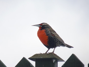 longtailed meadowlark aka Falklands robin