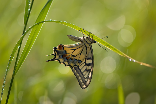 Парусник Махаон (Papilio machaon) 